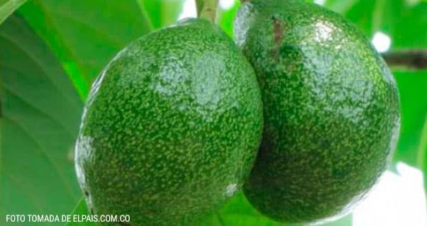 Aguacate hass está atrayendo a inversionistas internacionales al Valle, Invest Pacific