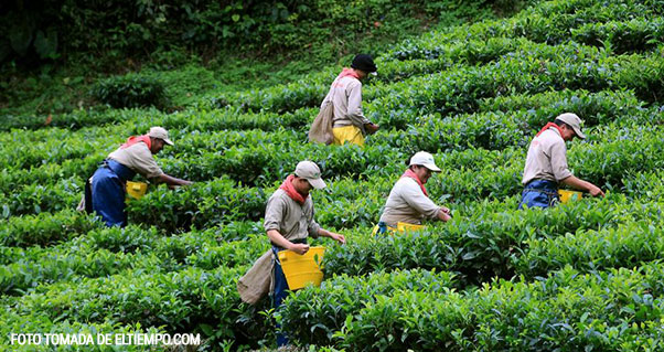 Té del Valle rumbo a la República Checa y Rusia, Invest Pacific