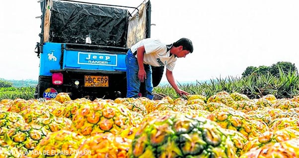 Valle ya es potencia en piña, banano y avicultura, Invest Pacific