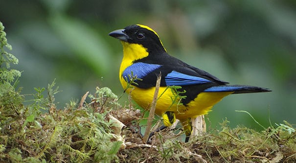 Cali lanza la primera Semana de la Biodiversidad, un hito ambiental para América Latina y el Caribe