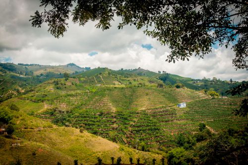 Agroindustria, Invest Pacific