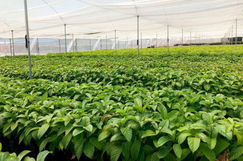 Agroindustria, Invest Pacific