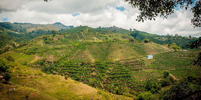 Agroindustria, Invest Pacific