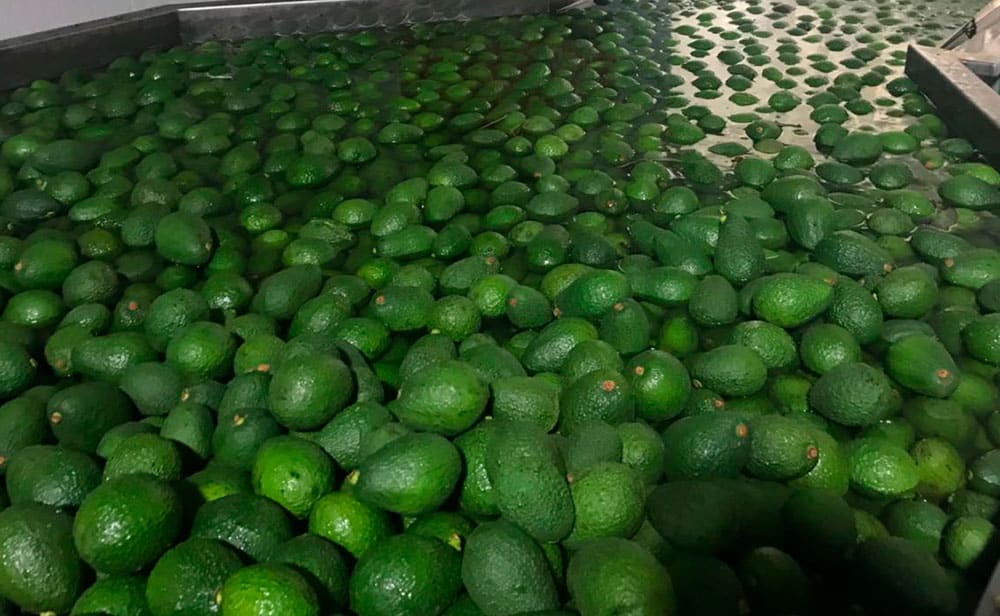 aguacate hass, Invest Pacific