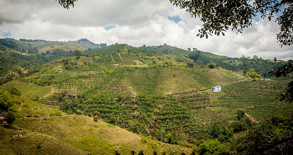 Invest Pacific, tras más inversión de empresas mexicanas interesadas en llegar al Valle del Cauca, Invest Pacific