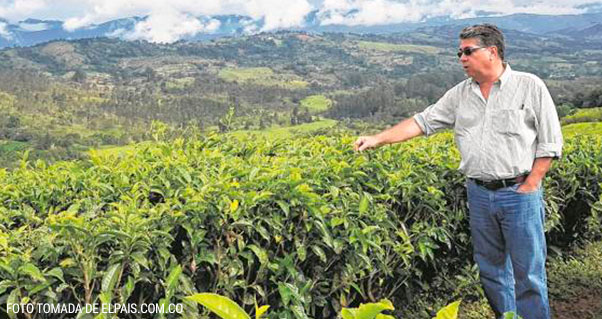 El exclusivo té con el que el Valle conquista paladares en Europa, Invest Pacific