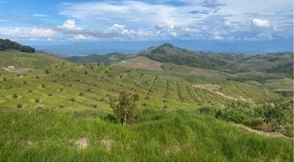 El Valle del Cauca, región apetecida para la agroindustria gracias a su potencial exportador